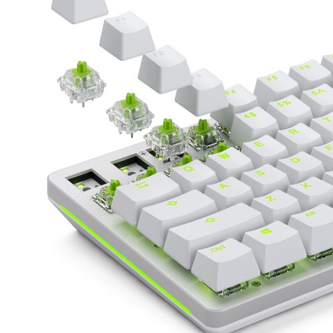 Przełącznik mechaniczny Glorious Raptor Standard Switch, mechanisch, 5-Pin, clicky, MX-Stem, 55g - lubed, 36 Stück