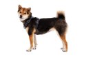 Szelki dla psa Ruffwear Front Range Harness L/XL - basalt gray